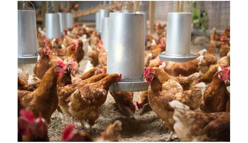 Drób hodowlany: Jak skutecznie hodować ptaki dla mięsa i jajek